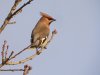 Waxwing at Pitsea (Steve Arlow) (45663 bytes)